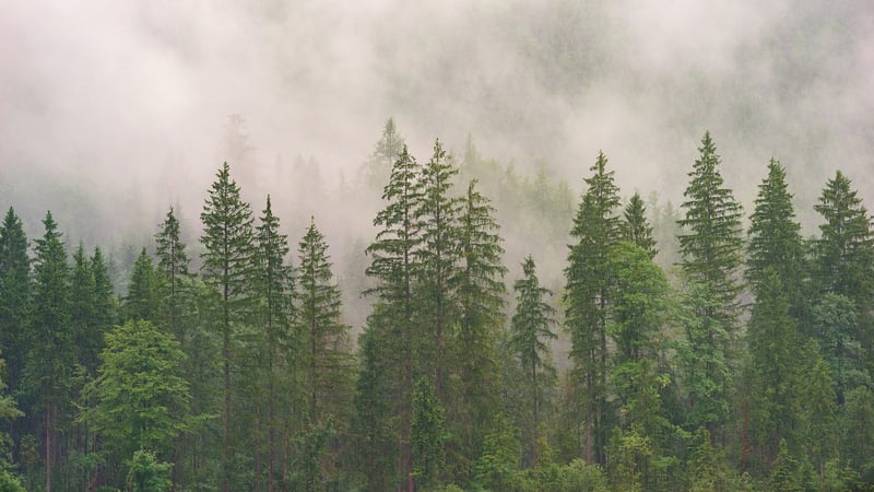 Mysterious Forest